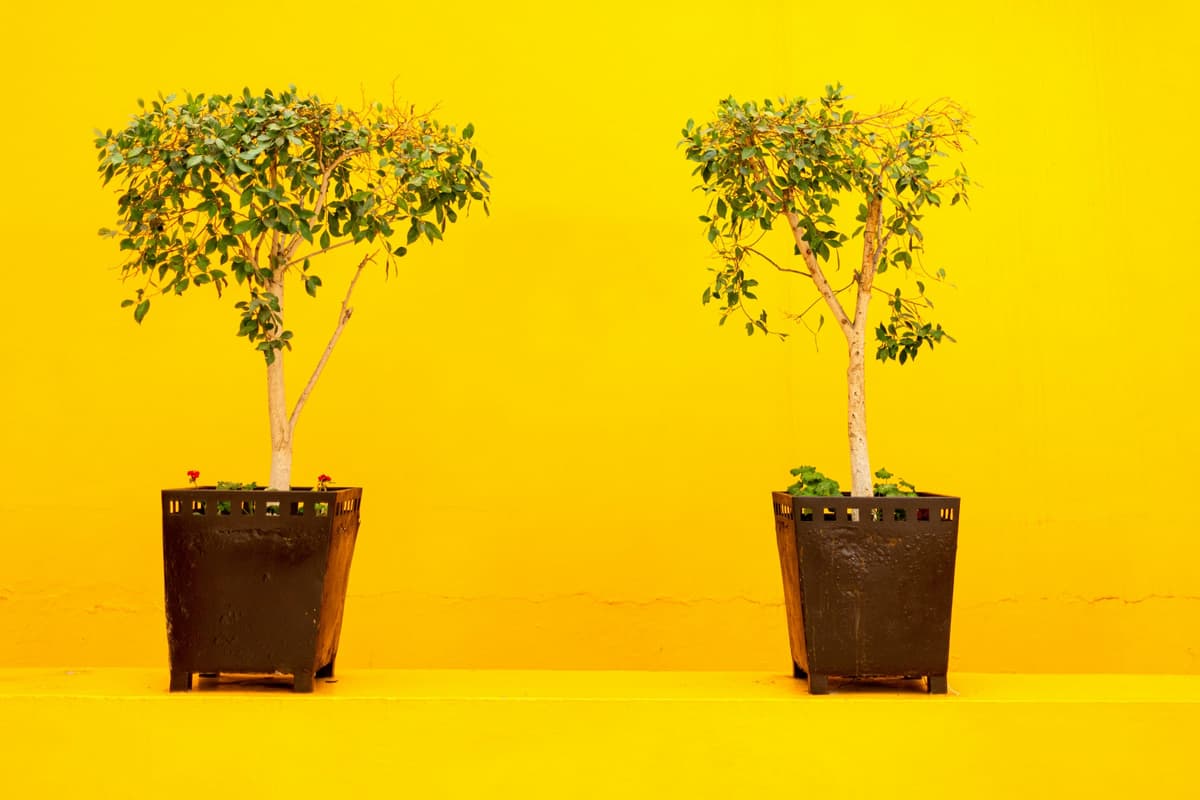Goedkoop Webdesign versus Professioneel Webdesign: Waarom Investeren Zich Terugbetaalt